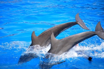 dauphins qui sautent 2