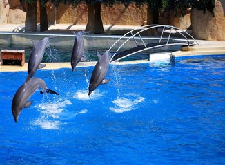 dauphins qui sautent