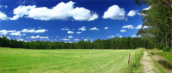 Photo sur Plexiglas Campagne vue panoramique sur pelouse, forêt et chemin