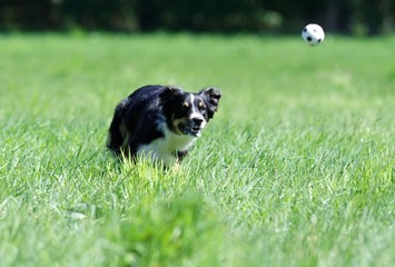 Hund und Ball