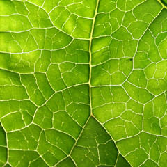 green leaf
