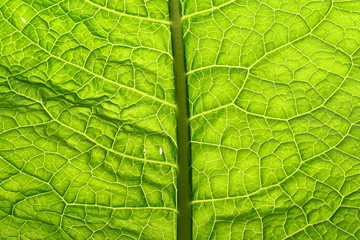 green leaf