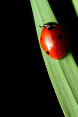ladybug on grass
