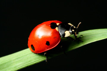 ladybug on grass