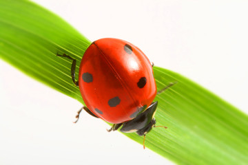 red ladybug