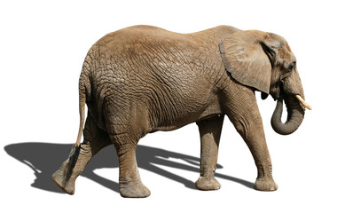 Fototapeta na wymiar Isolated elephant