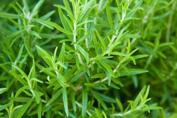 rosemary