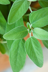 Salvia (sage)