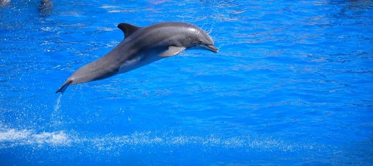 dauphin qui saute 3