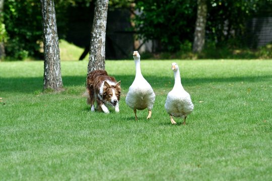 Hund beim h&uuml;ten