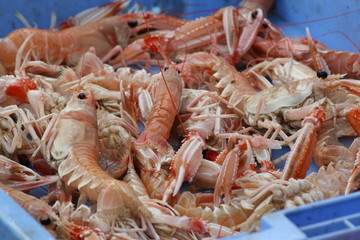 &eacute;crevisse de la cri&eacute;e