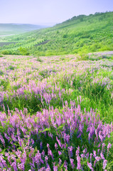 Obraz premium Beautiful landscape with violet flowers