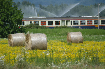 Obraz premium Campagna nei dintorni di Cividale del Friuli