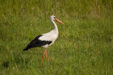 Stork on the field