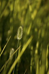 summer grass