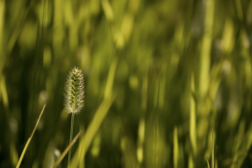 summer grass