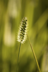 summer grass