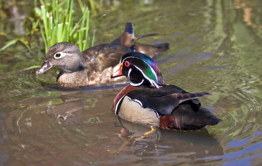 Wood Duck