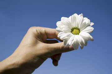 flower and hand against blue sky