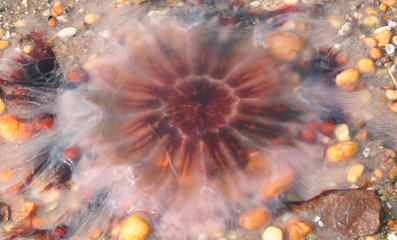 Jellyfish on Sand