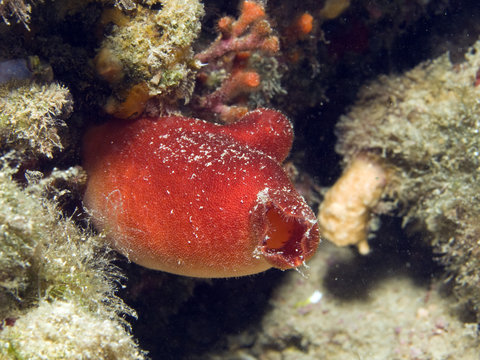 ascidia