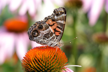 Fototapeta premium American Painted Lady Butterfly (Vanessa virginiensis)