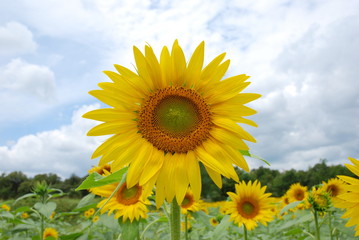 Tournesol
