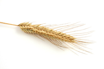 wheat