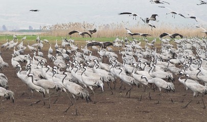 Birds migration