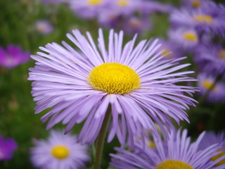 Obraz premium Blumenblüte