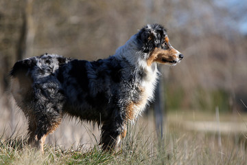 arr&ecirc;t de berger australien