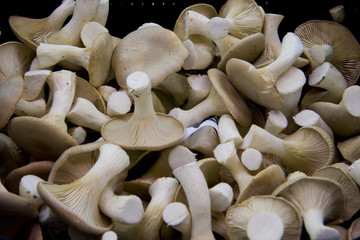 champignons