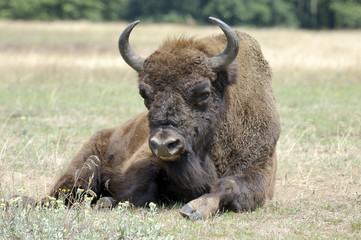 Fototapeta premium Wisent