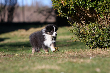 Fototapeta premium chiots berger australien