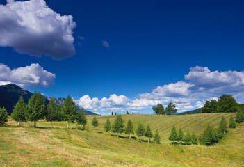 rural landscape with a row of birches