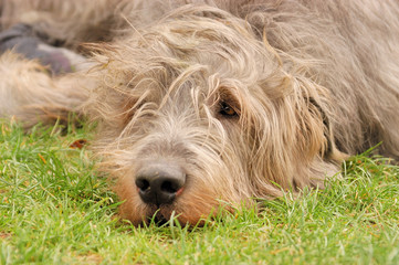 Daydreaming Wolfhound
