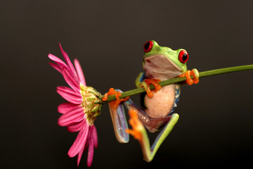 red eyed tree frog - 8458319