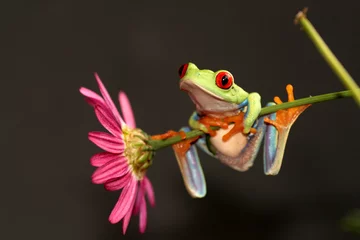 Printed kitchen splashbacks Frog tree frog on a flower