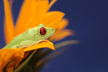 Obraz premium red eyed tree frog