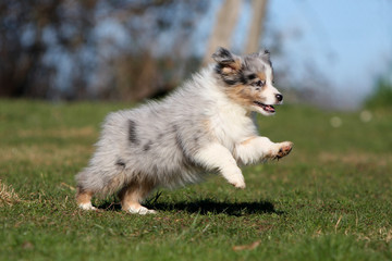 chiot berger australien qui court