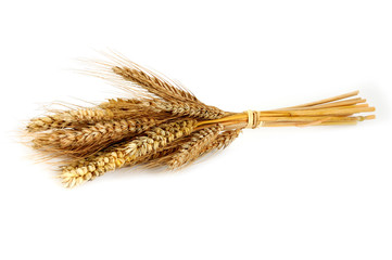 Isolated ear of wheat on white