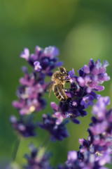 Honey bee on lavender