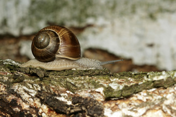 Edible snail crawling along the tree