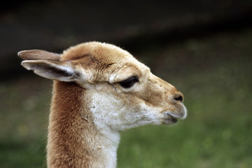 Portrait of the young llama