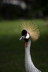 Fototapeta premium Portrait of the crane with the nutter on the head;