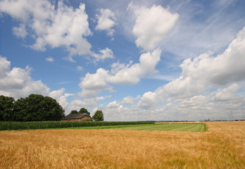 Obraz premium Gerstenfeld