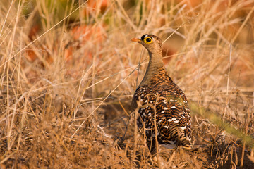 Double banded sandgrouse