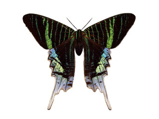 Urania moth.