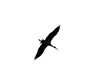 Silhouette of the flying stork