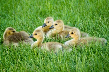 Gaggle of five very young Canada goslings